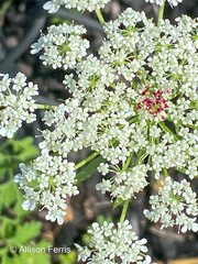 Daucus carota
