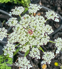 Daucus carota