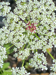 Daucus carota