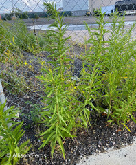 Melilotus officinalis