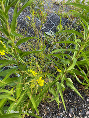 Melilotus officinalis