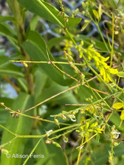 Melilotus officinalis