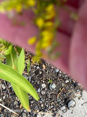 Melilotus officinalis