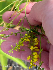 Melilotus officinalis