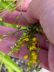 Melilotus officinalis
