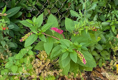 Phytolacca americana
