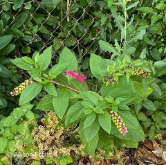 Phytolacca americana