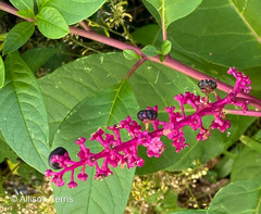 Phytolacca americana