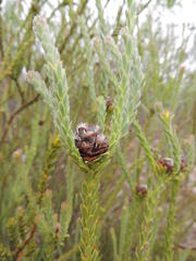 Leucadendron thymifolium