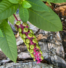 Phytolacca americana