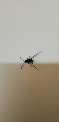 Evania appendigaster