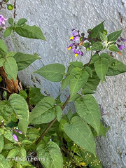 Solanum dulcamara