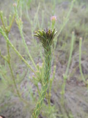 Leucadendron thymifolium