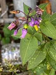 Solanum dulcamara