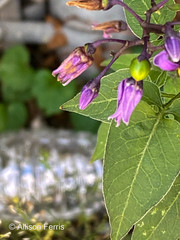 Solanum dulcamara