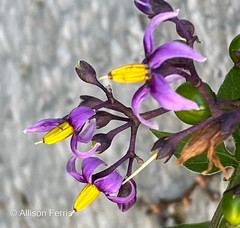 Solanum dulcamara
