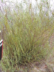 Leucadendron thymifolium