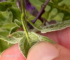 Solanum dulcamara