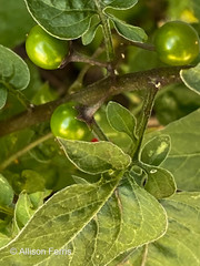 Solanum dulcamara
