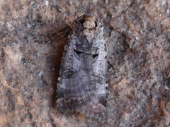 Epilecta linogrisea
