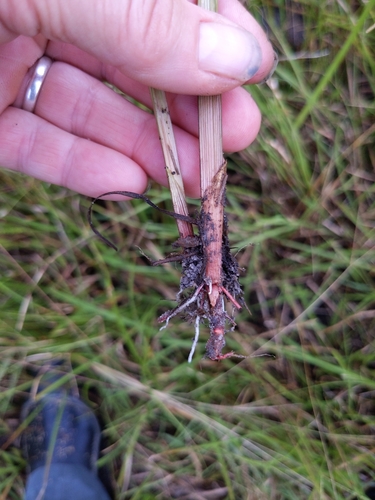 Cyperus haspan image