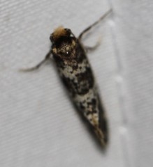 Ardiosteres moretonella