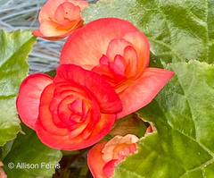 Begonia