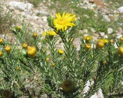 Oedera fruticosa