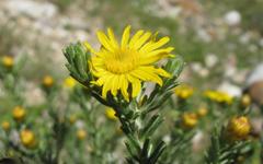 Oedera fruticosa