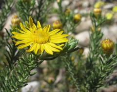 Oedera fruticosa
