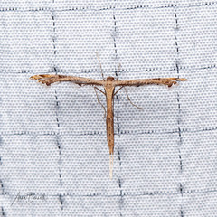 Stenoptilodes taprobanes