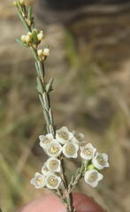 Erica tenuis