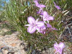 Thysanotus manglesianus