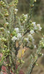 Erica tenuis