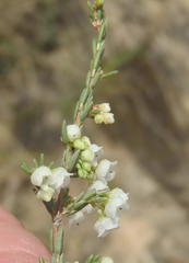 Erica tenuis