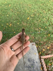 Anolis sagrei