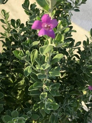 Leucophyllum frutescens