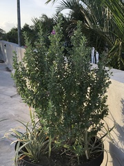 Leucophyllum frutescens