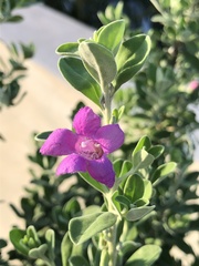 Leucophyllum frutescens