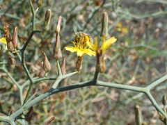 Anthophora lieftincki
