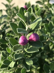 Leucophyllum frutescens