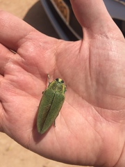Steraspis squamosa