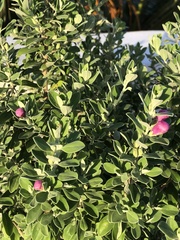 Leucophyllum frutescens