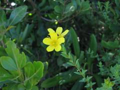 Linum africanum