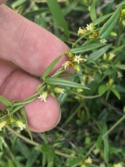 Metastelma arizonicum