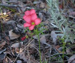 Oxalis pendulifolia