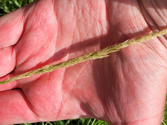 Agrostis exarata