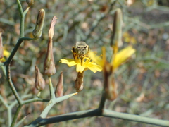 Anthophora lieftincki