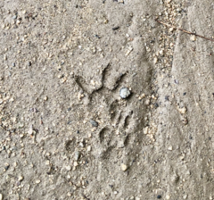 Didelphis virginiana