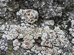 Rhizoplaca subdiscrepans